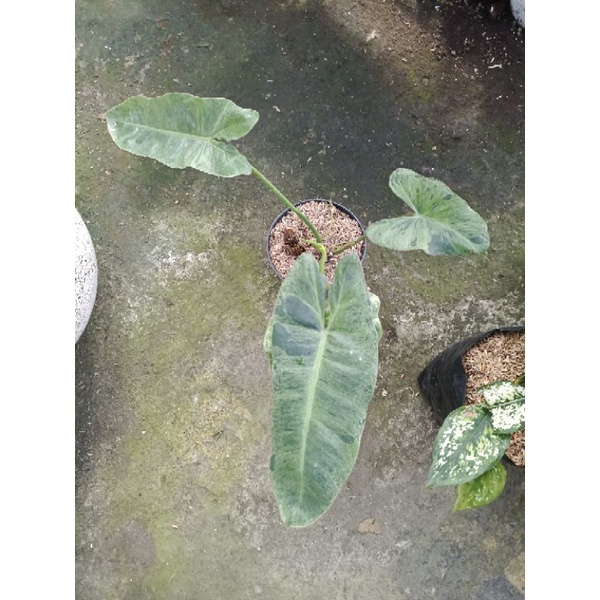 paket zamia varigata & paraiso verde