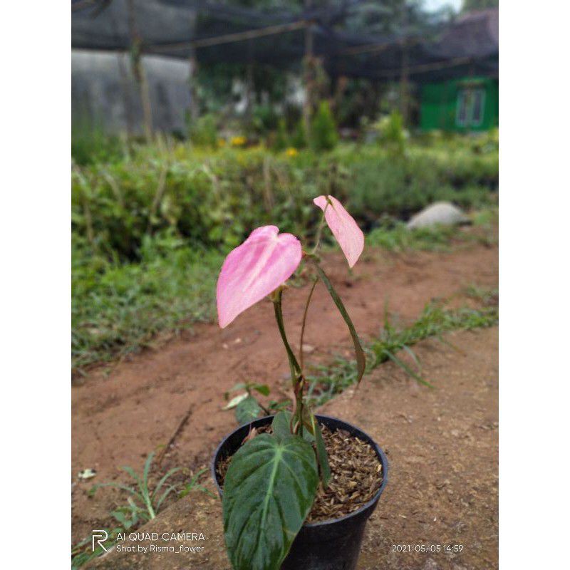 tanaman hias philodendron mican pink