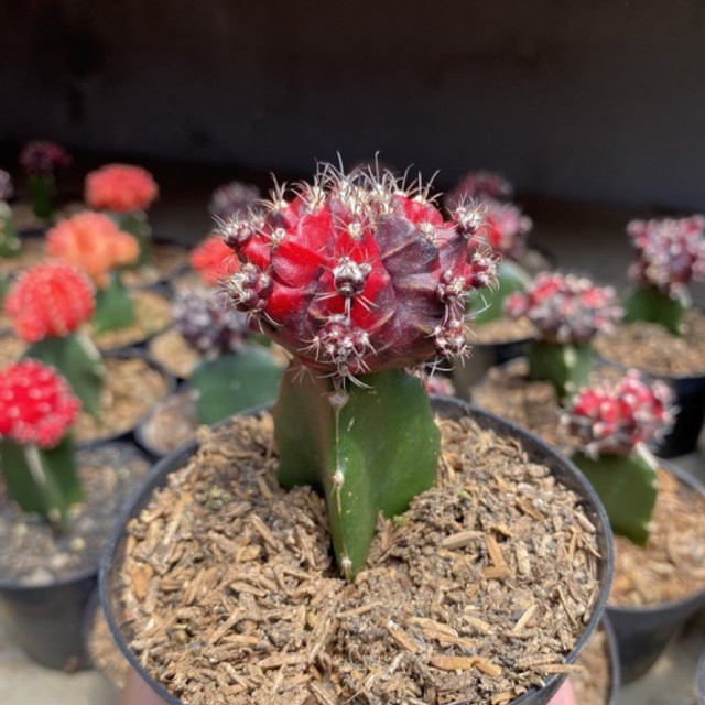 KAKTUS GYMNO BLACKPINK | KAKTUS HIBOTAN NISHIKI