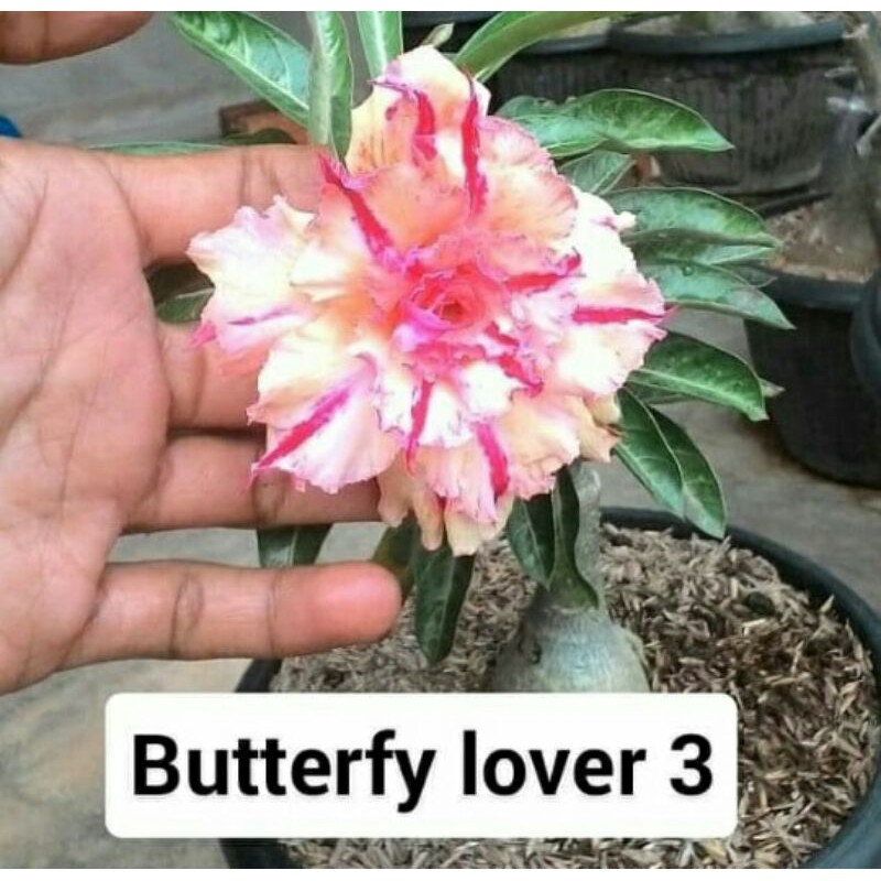 

Bibit Kamboja Butter Fly3 (Adenium)