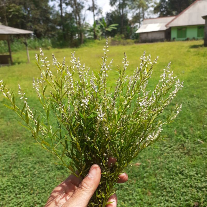 DIARY PETANI - Tanaman Akar Wangi Polygala Panyculata