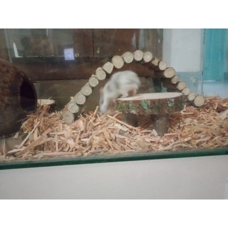 MAINAN HAMSTER - MEJA HAMSTER - AKSESORIS KANDANG HAMSTER