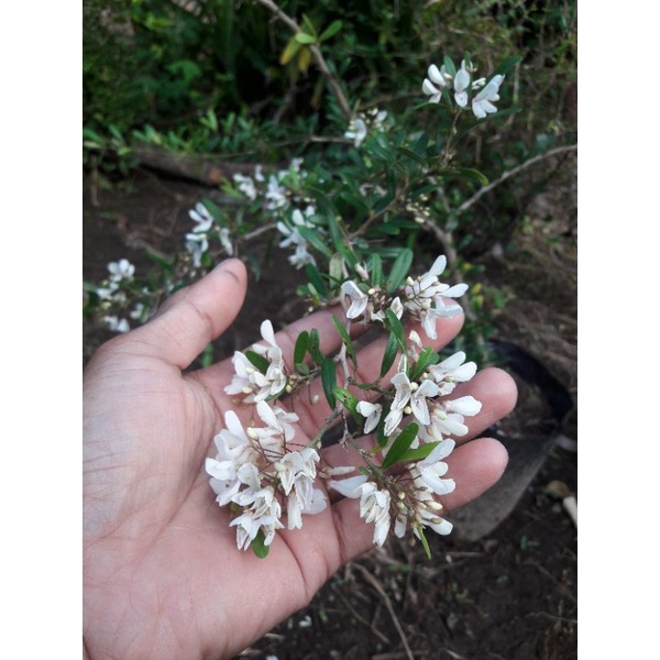 saeng simbur vietnam bunga putih