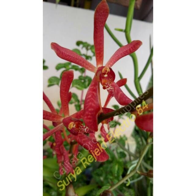 Anggrek Tanah James Story