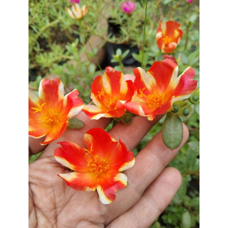 stek krokot duna oren