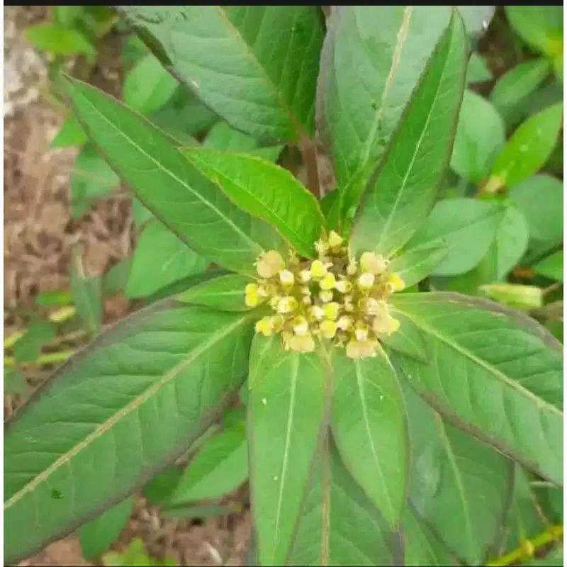 

Daun kate mas atau sena 500grm