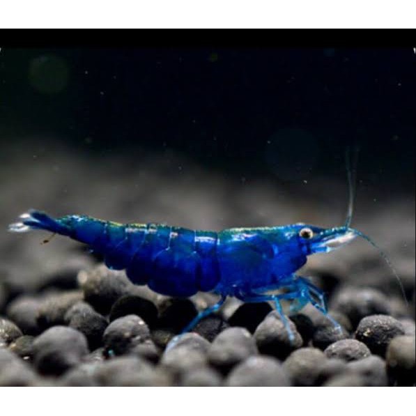 UDANG HIAS BLUE DIAMOND / UDANG AQUASCAPE