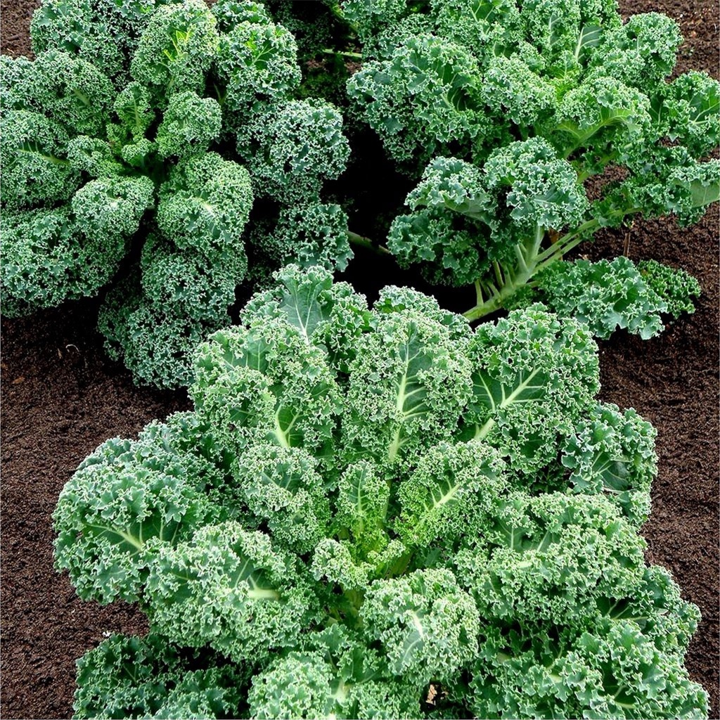 Benih Daun Kale Hijau Green Dwarf Curled F1 25 Benih-4