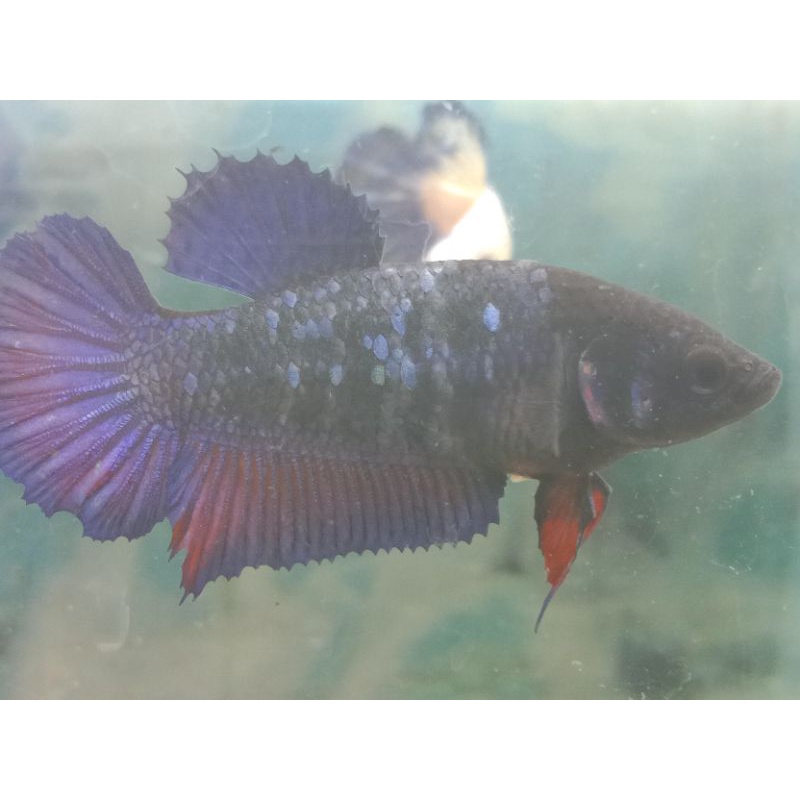Ikan Cupang Avatar Nemo Female/betina