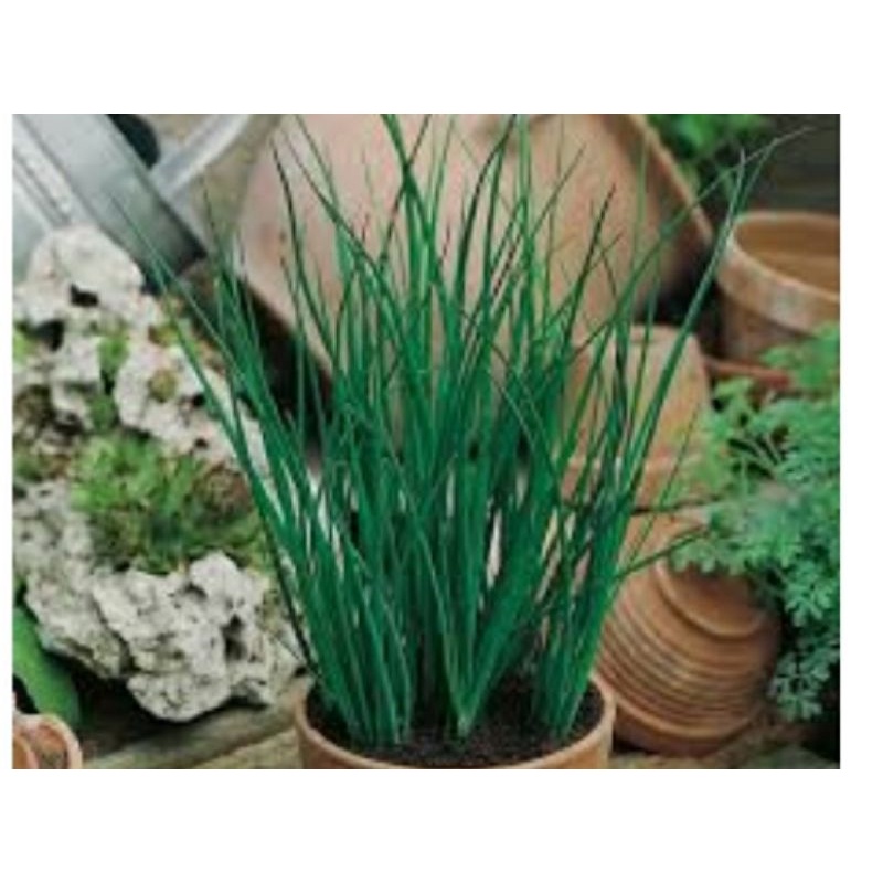 bibit  pohon tanaman kucai   organik