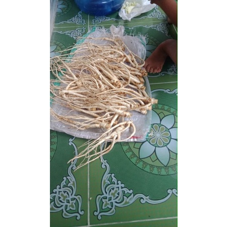

akar gingseng bersih