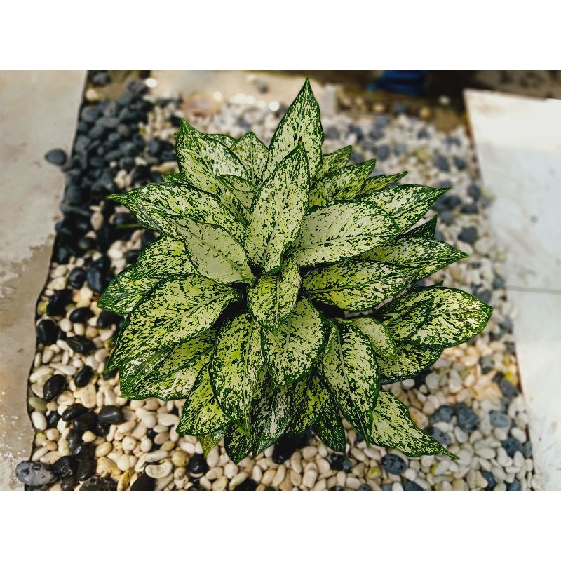 Aglaonema snow white rumpun