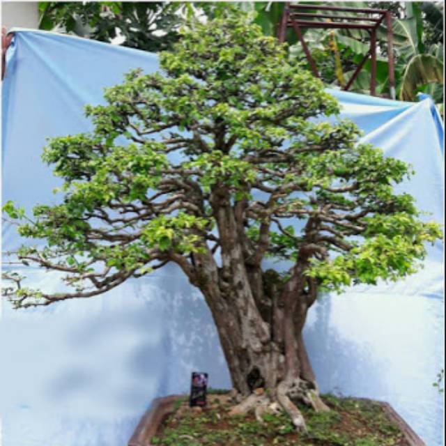 Bahan bonsai rukem small (dongkelan)