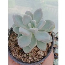 echeveria elegans blue