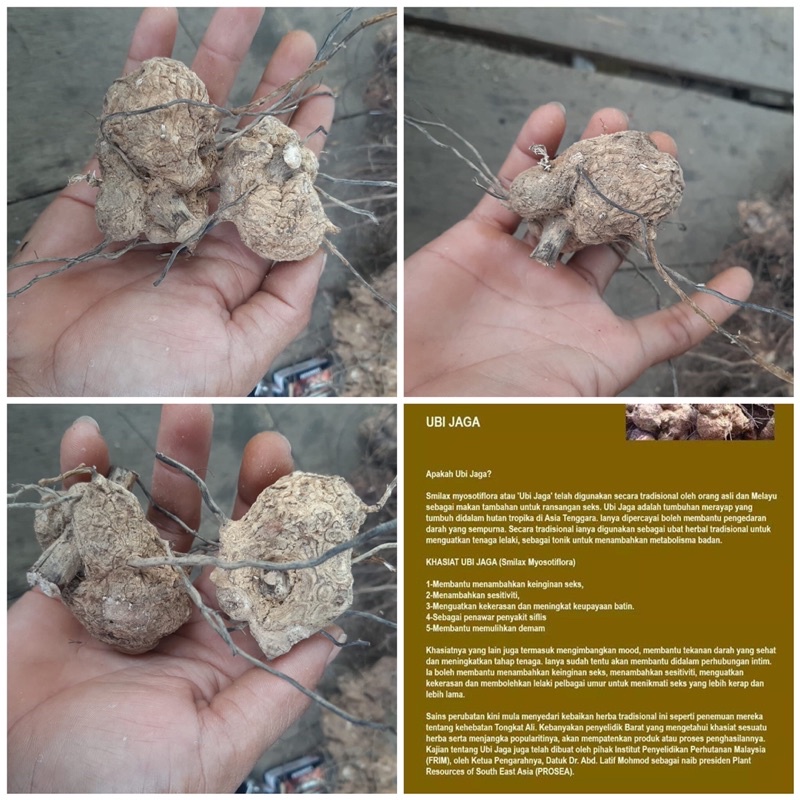 

ORIGINAL UBI JAGA HARGA PER 1 kg
