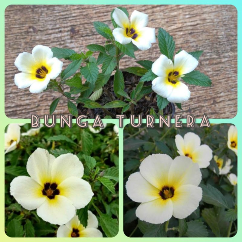 Turnera paket 13 pohon