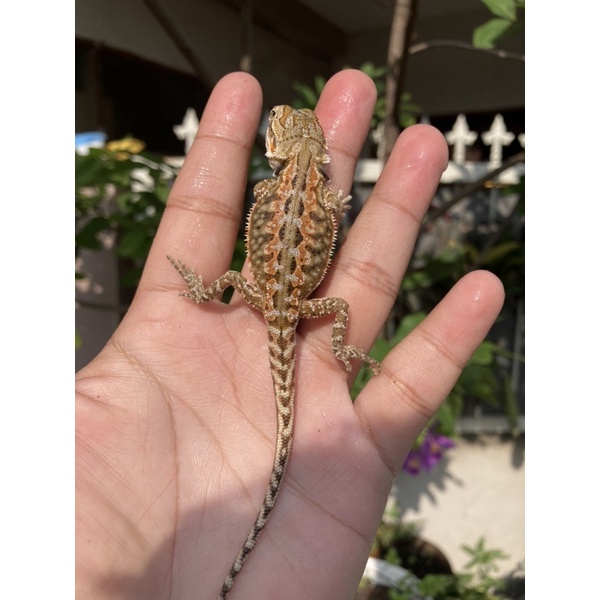 Bearded Dragon Dunner Leatherback Het Trans Ph Hypo Male