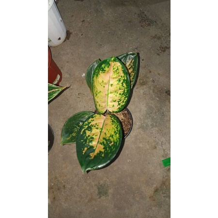 aglonema sultan brunai