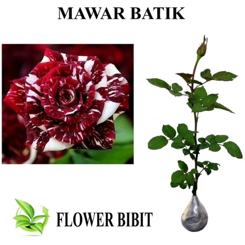 Tanaman Bunga Mawar Batik Shopee Indonesia