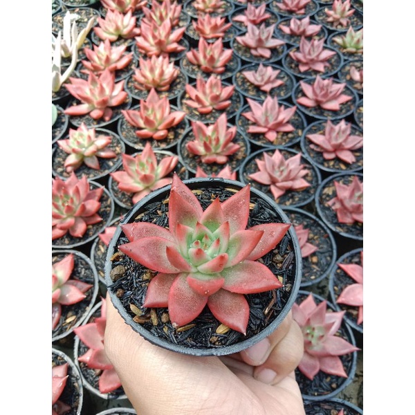 Agavoides frank renilt