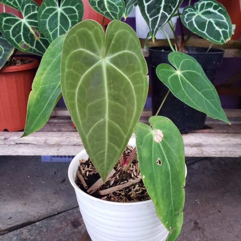 Anthurium magnificum norte