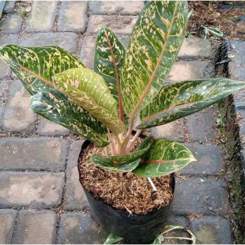 TANAMAN HIAS AGLONEMA DONACARMEN/TANAMAN DONACARMEN/AGLONEMA DONACARMEN