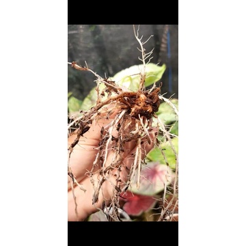 caladium white jaguar spesial bonggol