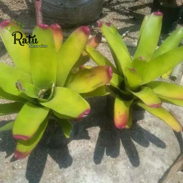 Tanaman hias bromelia kitek