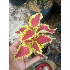 TANAMAN MIANA RED YELLOW - POHON MIANA - TANAMAN HIAS - BAKUL KEMBANG