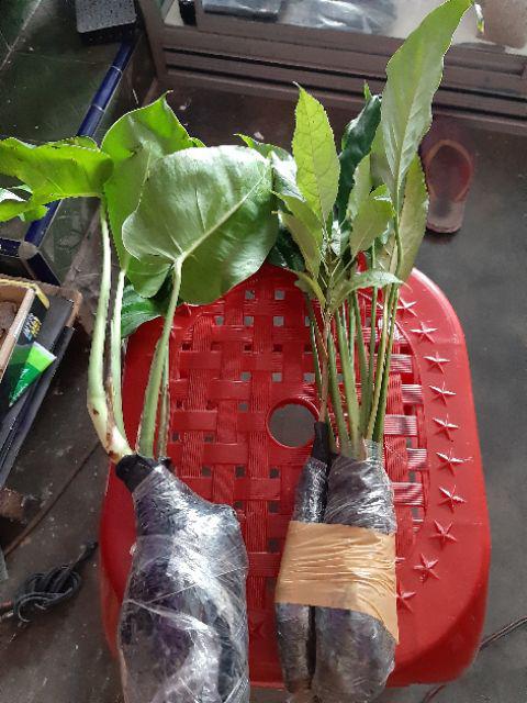 New Produck!! Tanaman Hias Peace Lili - Pohon Sepatu Flum - Peace