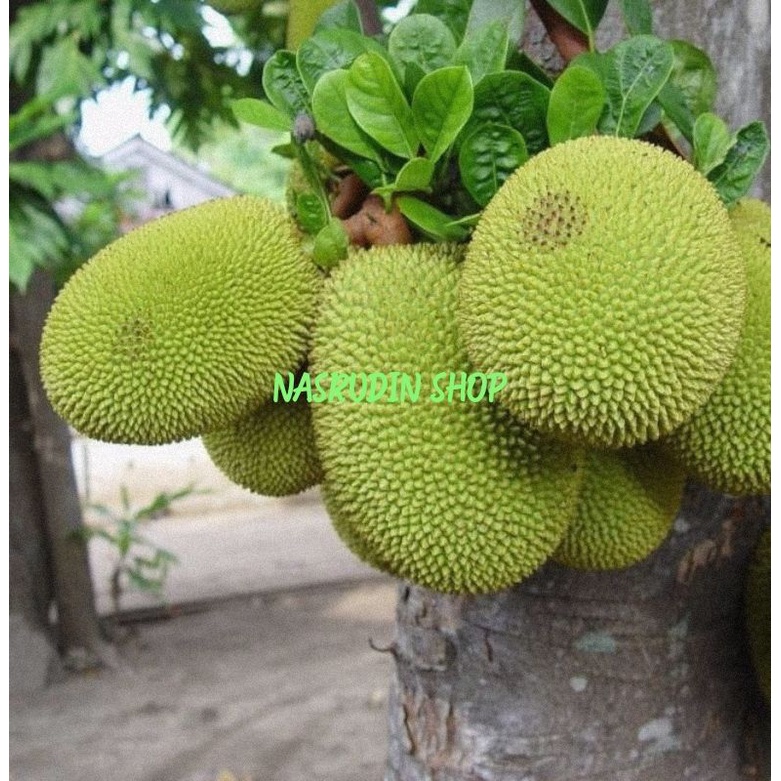 

BUAH NANGKA SAYUR 1KG | NANGKA KUPAS | NANGKA UTUH | NANGKA MUDA | NANGKA MENTAH LANGSUNG PETIK MURAH