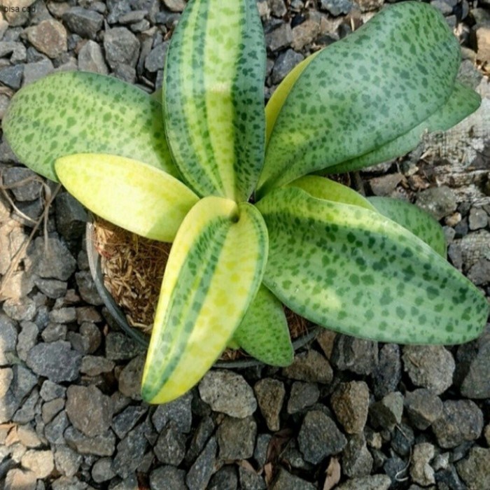 Pohon Lidah Katak Varigata / Giant Squile Tanaman Hias Lidah Katak