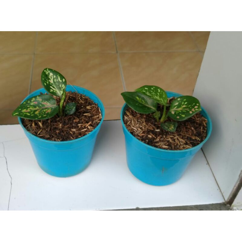 Tanaman hias aglonema tricolor (baby)