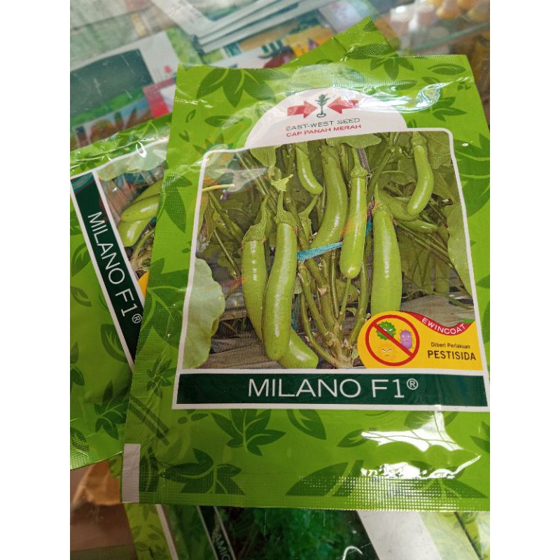 Benih Terong Hijau Milano 1.100 btr