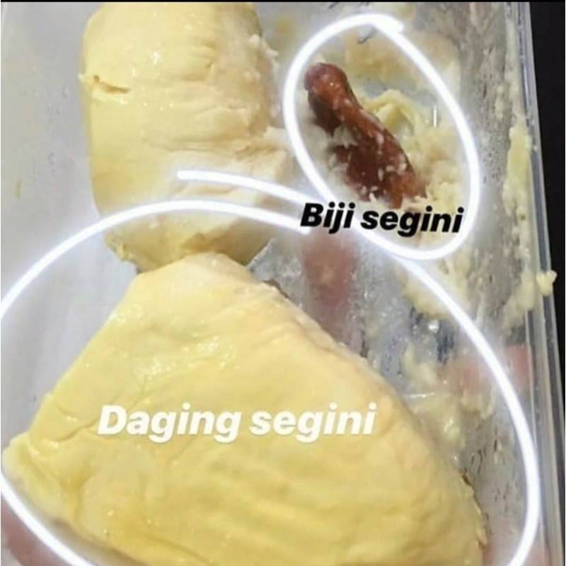 

DURIAN MONTONG PALU
