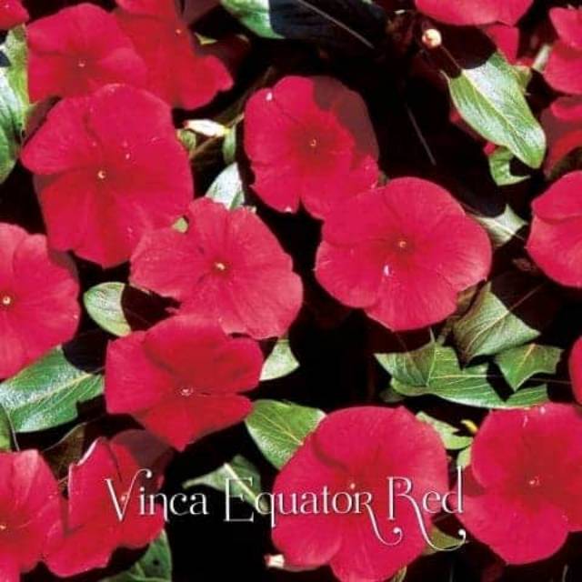 BUNGA VINCA JEPANG V.EQUATOR RED