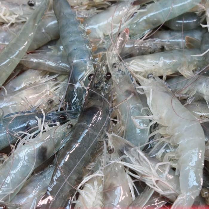 

Jual Udang Vaname segar per kg