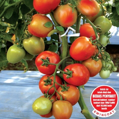 10 Biji / Benih Sayur Tomat Permata F1