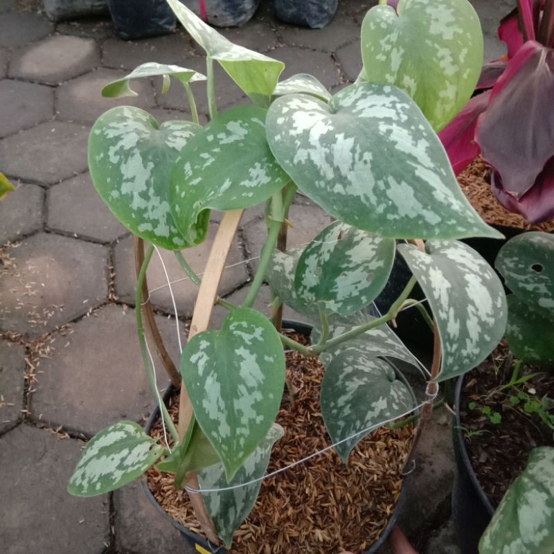 Tanaman Scindapsus pictus realpic