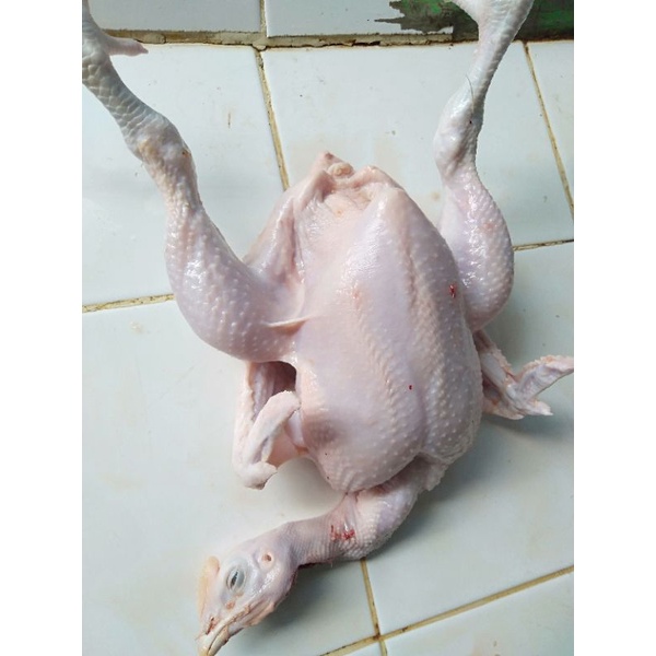 

AYAM BOILER 1.1 KG (HIDUP)