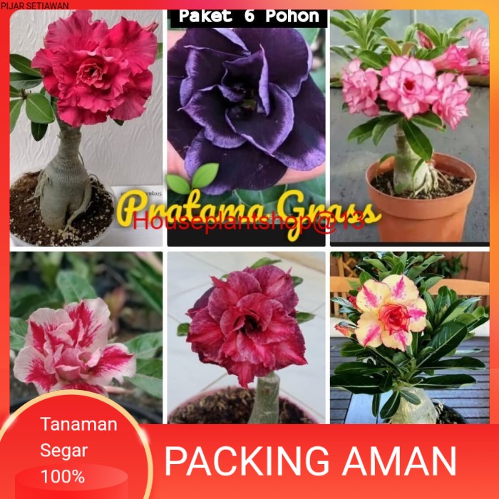 Paket 6 Pohon Adenium Bunga Tumpuk - Adenium Kamboja Jepang - Adenium -HPS@13