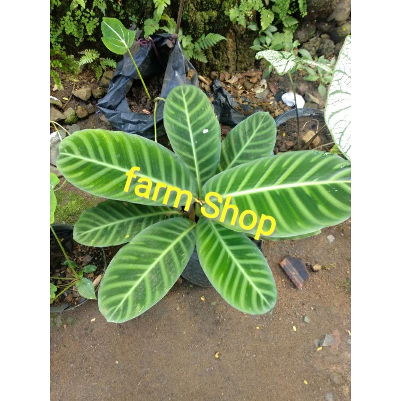 tanaman hias - bibit tanaman hias