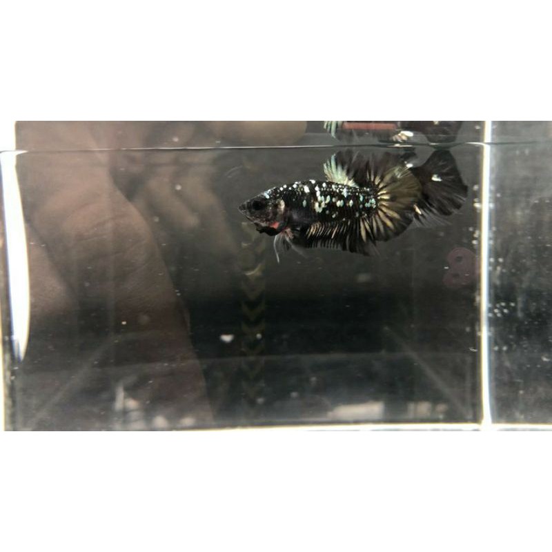 Avatar Copper Gold Sepair