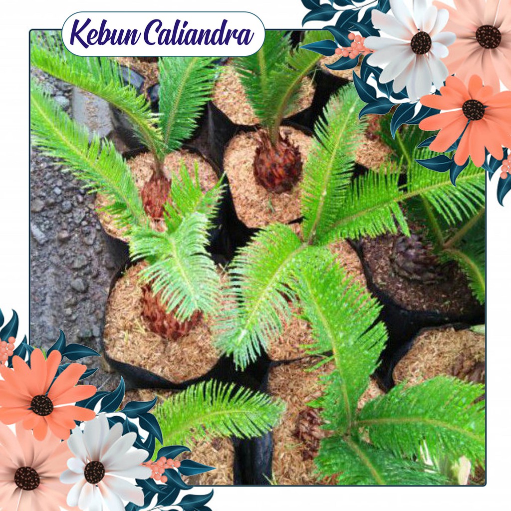 Bibit Palem Sikas Mini /Mawar Jambe Mini