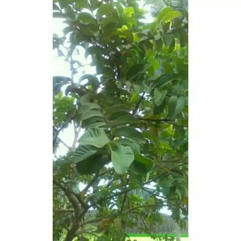 500 gram daun jambu klutuk segar
