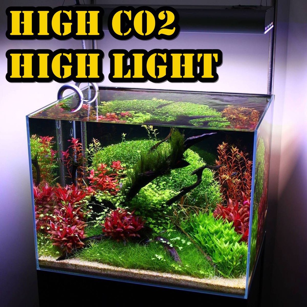 Paket Tanaman Aquascape High Tech High Light - Wajib Dikasih Co2 tambahan