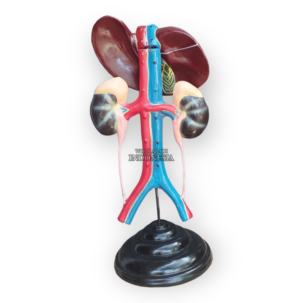 

Hati &ginjal Alat peraga pendidikan biologi model hati &ginjal