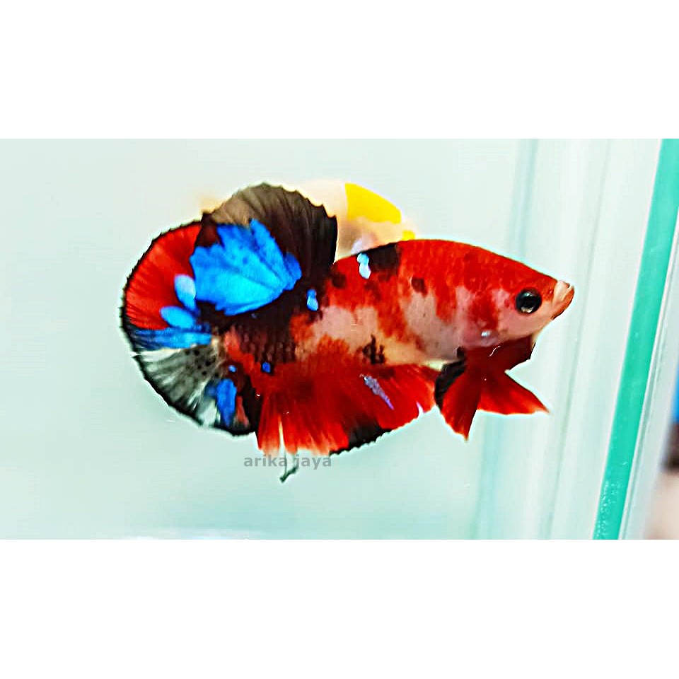 Plakat koi jantan betina cupang hias line nemo multicolor size S+ blm siap breed ternak pijah