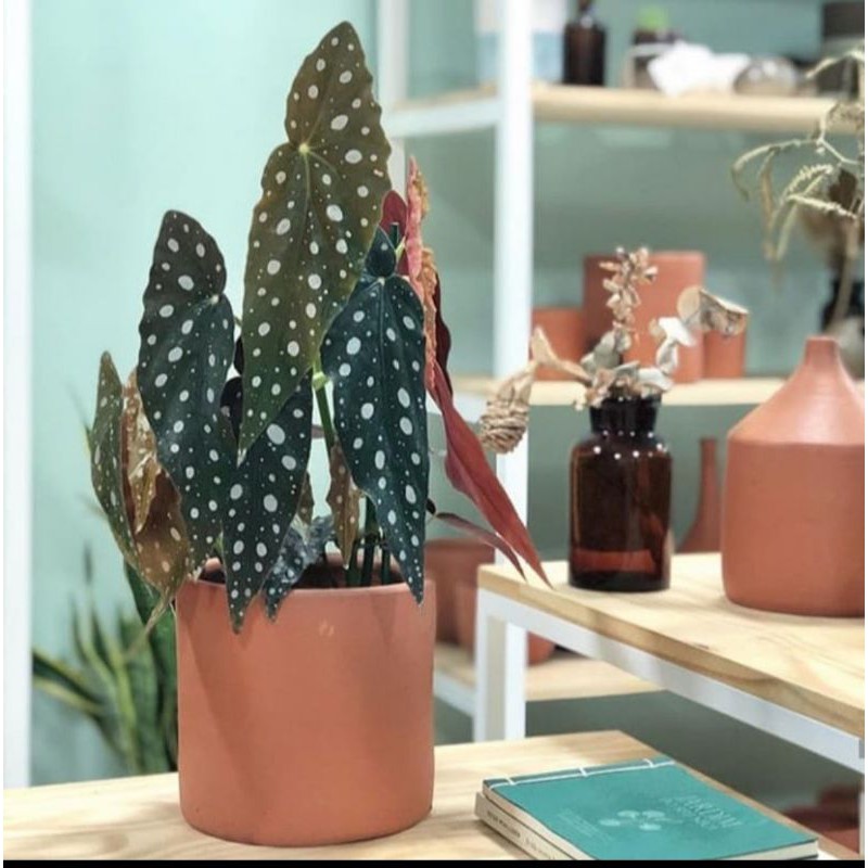 begonia polkadot - tanaman hias begonia polkadot