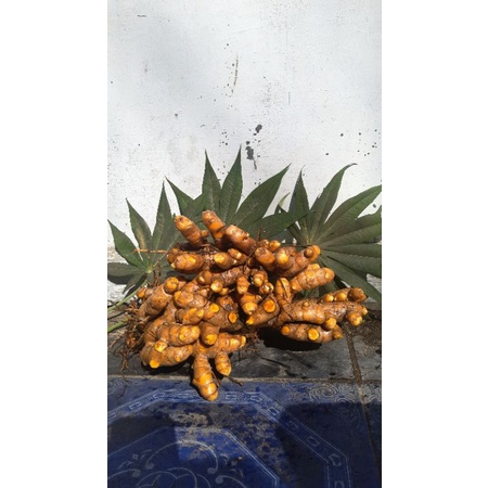 

temulawak segar
